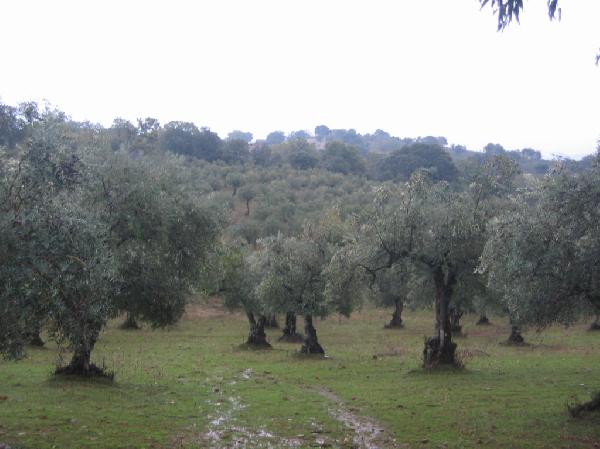 Finca La Ramallosa