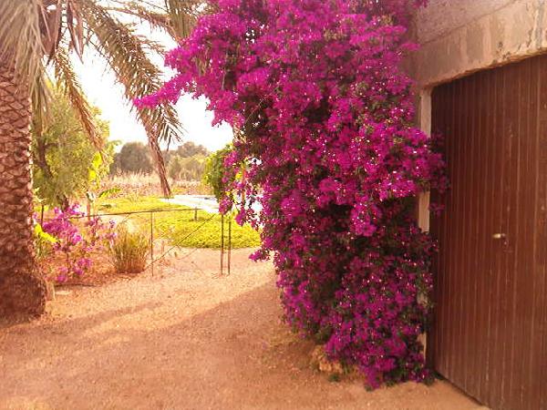 Rural Houses in Mallorca