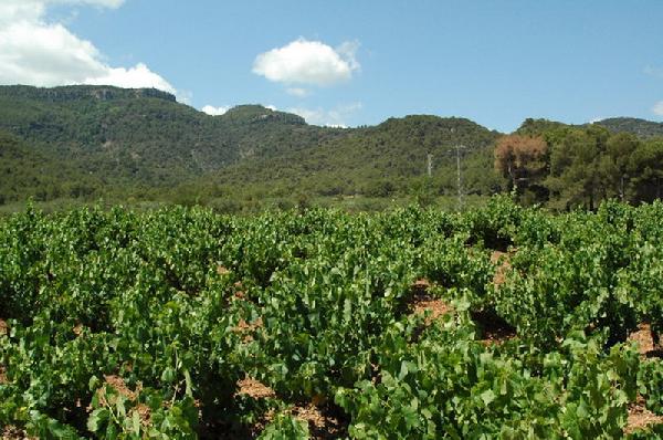 Masia Rural Mas Carlons