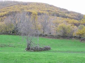 Alberjerte