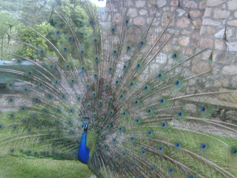 Finca Manantalia
