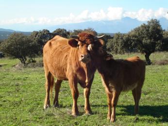 Complejo de Turismo Rural Los Jarales