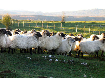 Casa Rural Basaula