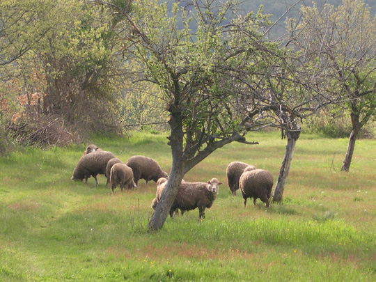 Los Sitios De Aravalle