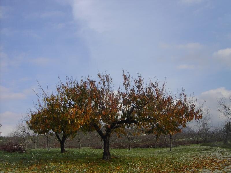 Albereda
