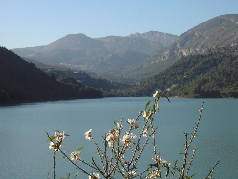 Albereda