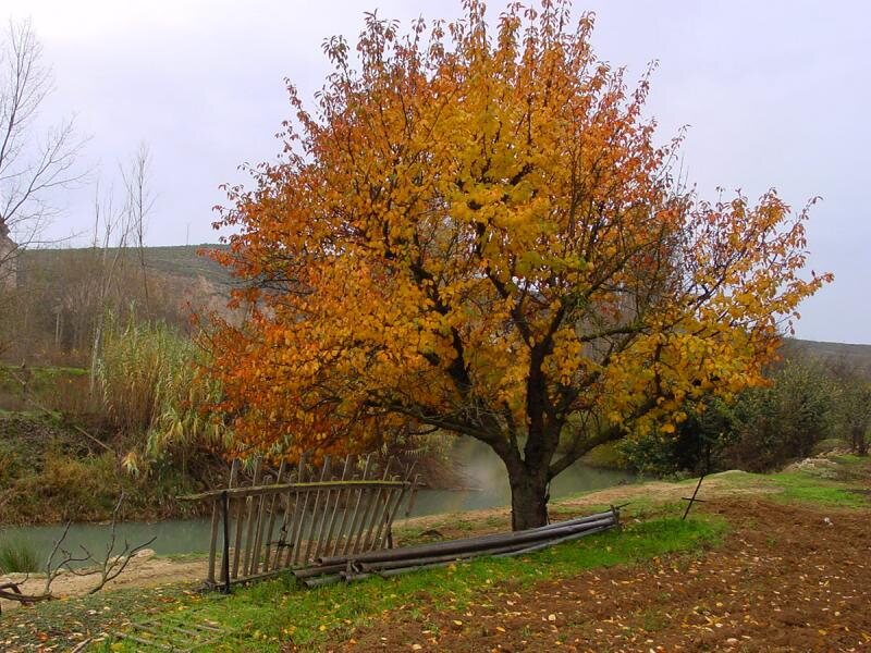 Cabañas Villalfonso