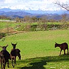 Chalet Del Mas Reig