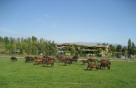 Yeguada Senillosa
