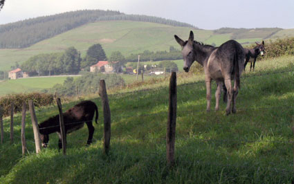 Kasa Barri