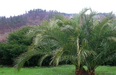 El Urogallo