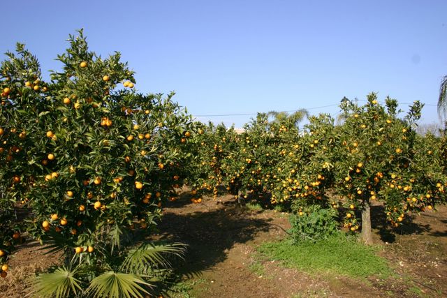 Los Naranjos