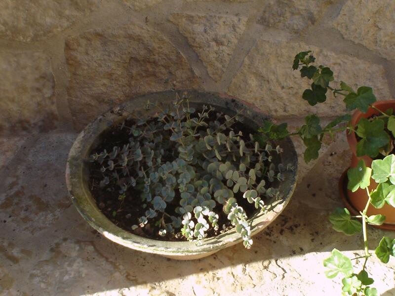Casa Sanahuja