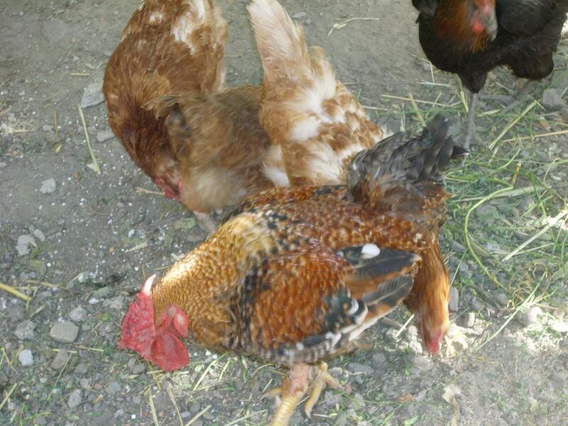 La Huerta Del Cura