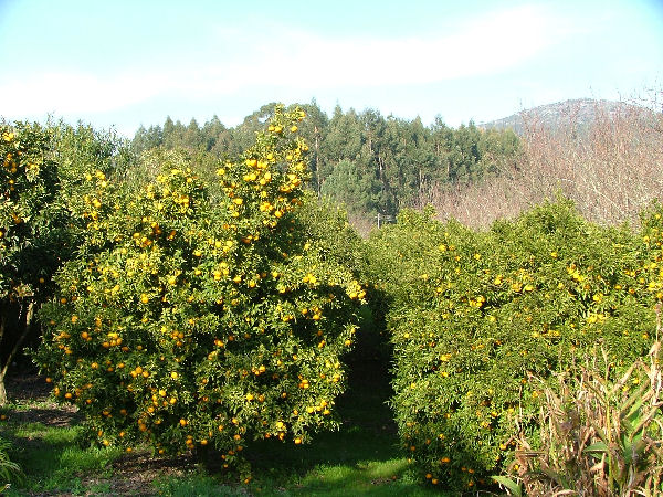 Quinta Do Bento Novo