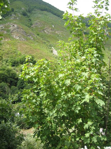 Casa Martin