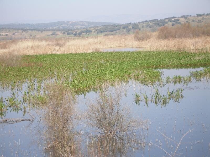 Quintaneira
