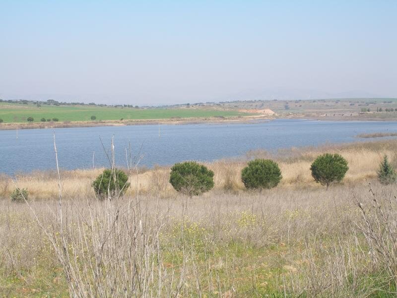 Quintaneira