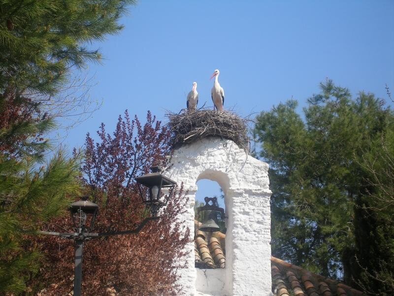 Quintaneira