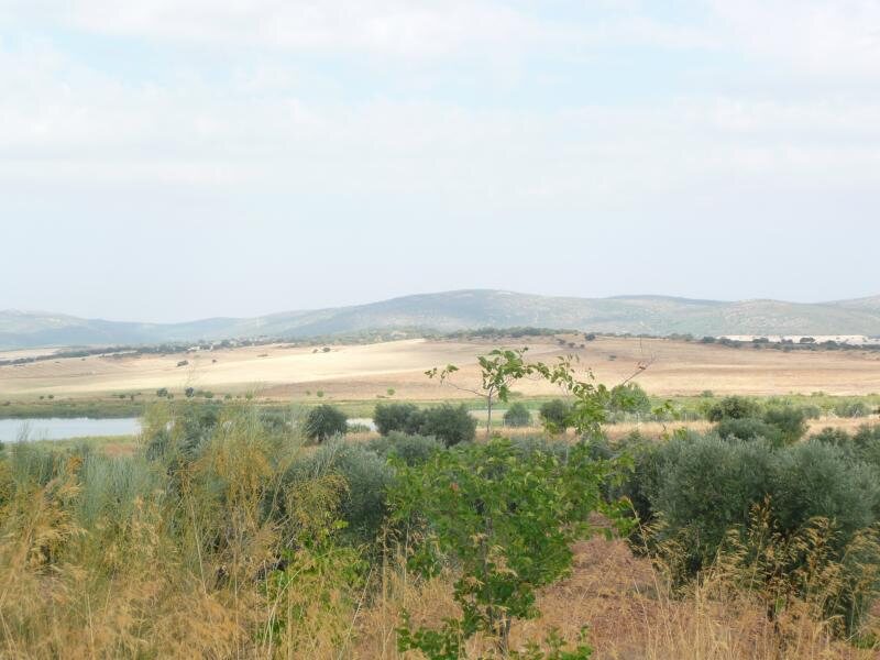 Quintaneira