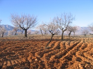 Cortijo La Estrella