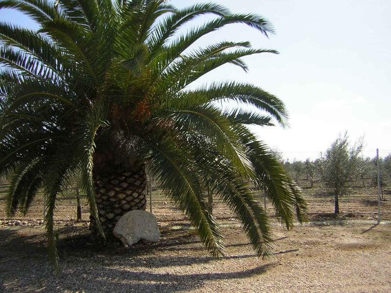 Hacienda De La Palma