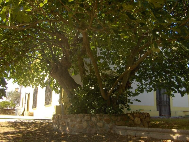 Huerta de Santa Cruz