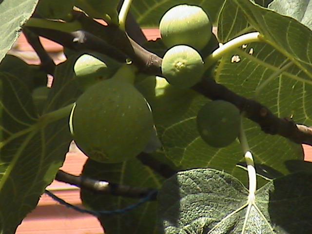 La Derrubiá