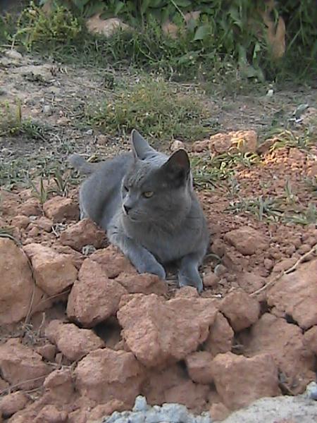 La Derrubiá
