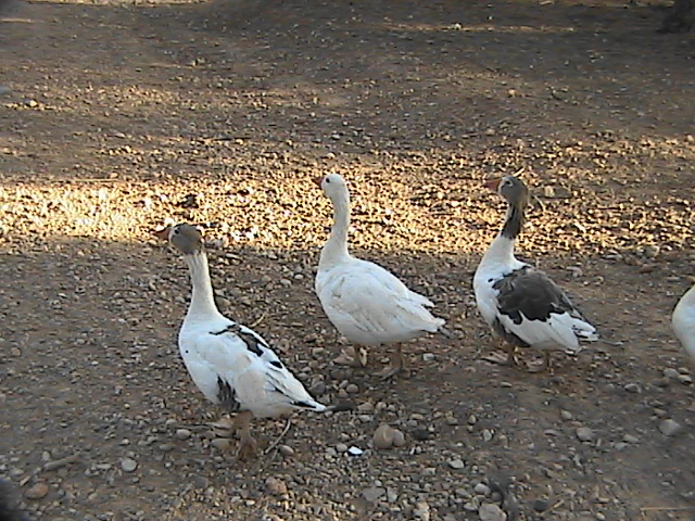 La Derrubiá