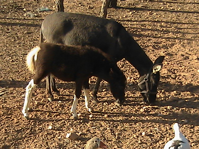 La Derrubiá