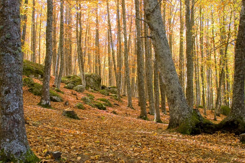 Castañar I Y Castañar Ii