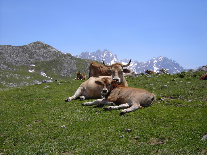El Corral Del Acebo