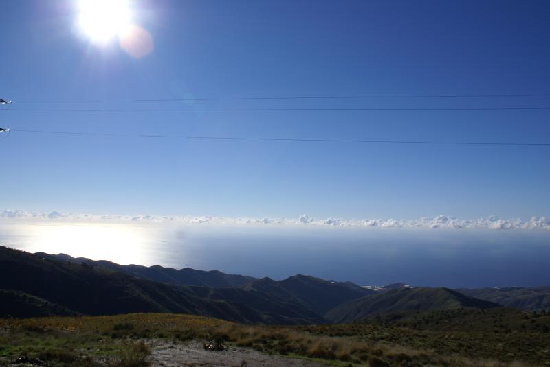 Algarrobillo