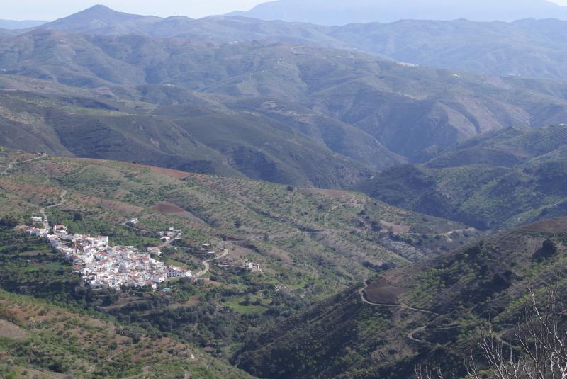 Algarrobillo