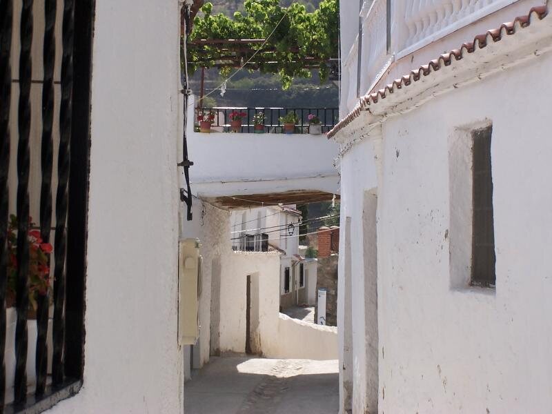 Algarrobillo