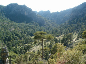 La Orospeda