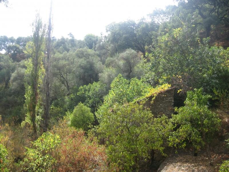Los Naranjos
