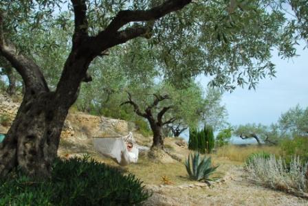 Ecofinca Lo Favaret - Casa La Faeneta