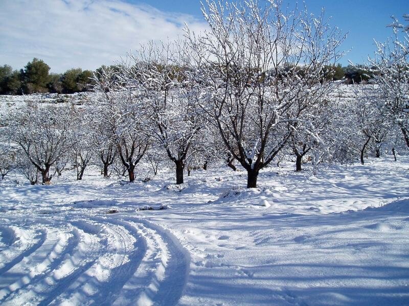 Cortijo Balzain