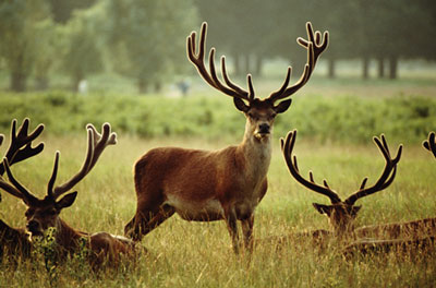 Apartamentos Sierra Cazorla