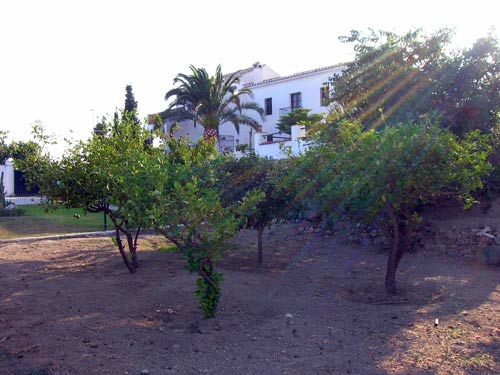 Lo Antonio Coronao