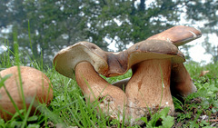 Juandiegorena I y II