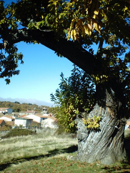 La Morada Del Musgosu