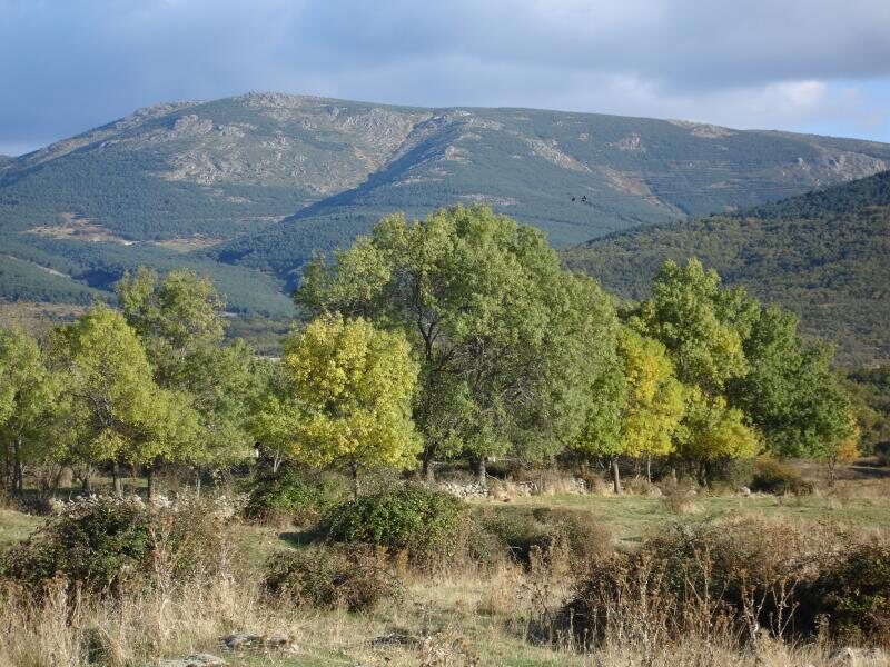 Saltus Alvus
