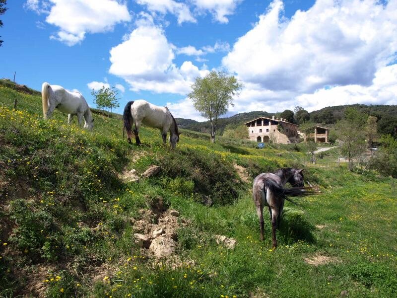 Vallmajor Eqüestre