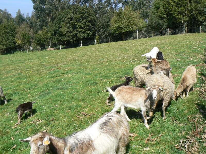 Aldea Lamacido