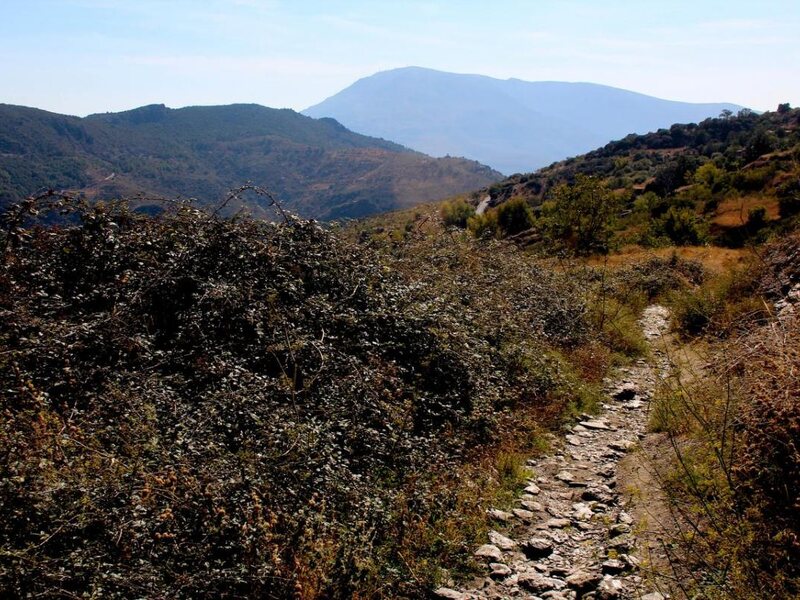 La Oveja Verde