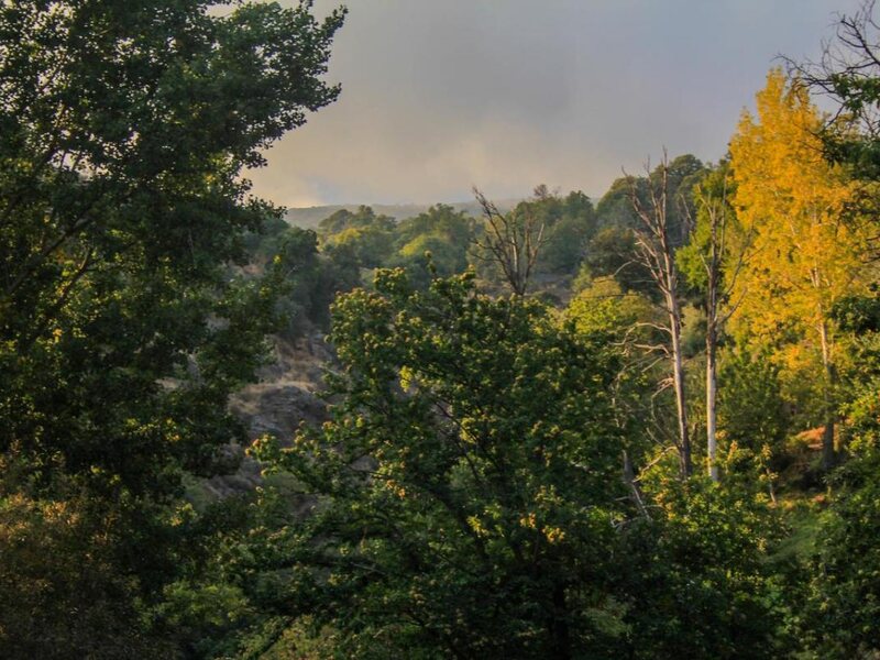 La Oveja Verde