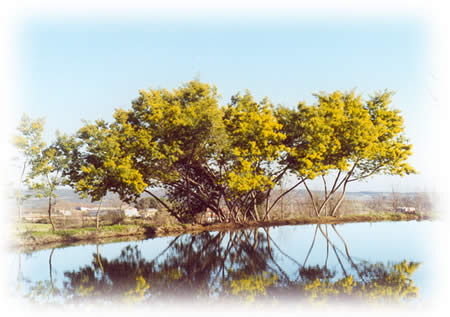 Alcor Del Roble